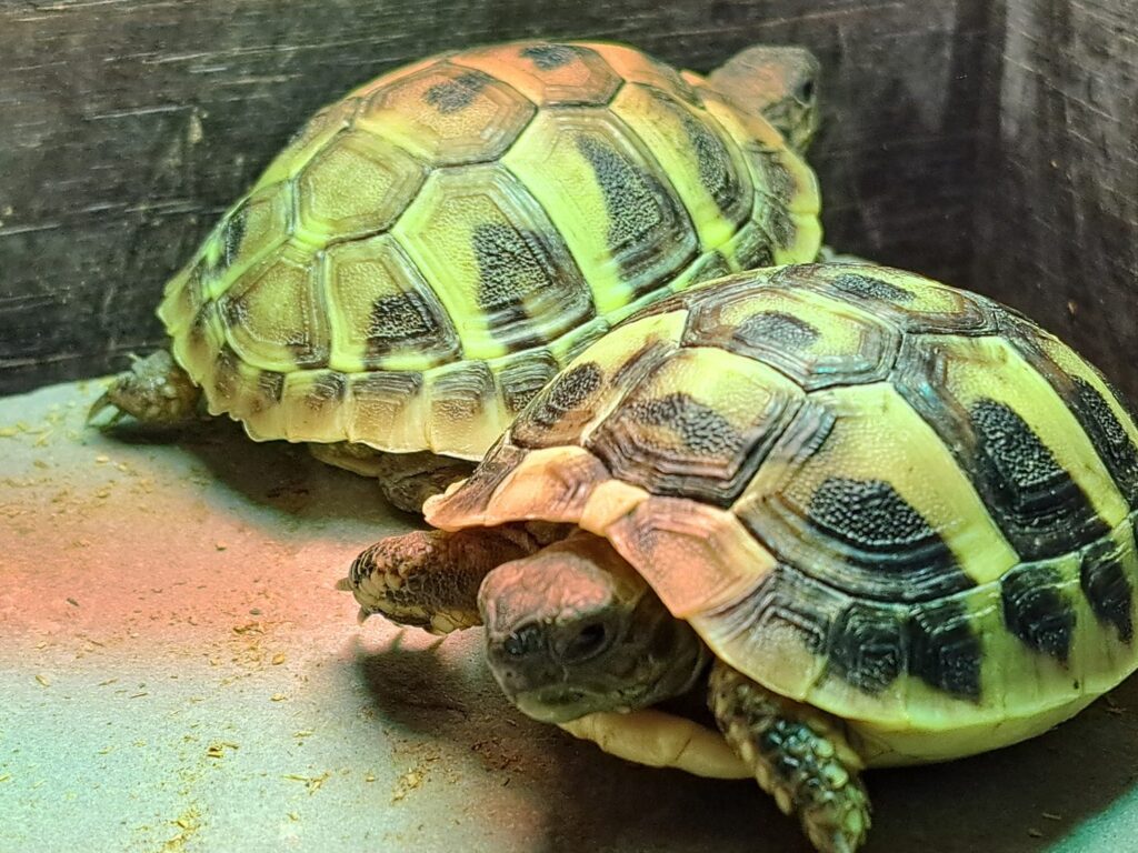 Berkshire Reptile Encounters