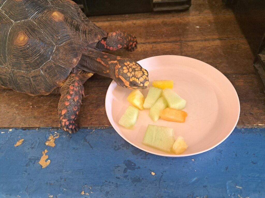 Berkshire Reptile Encounters