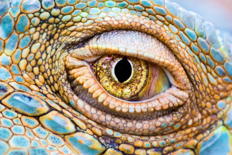 10 Amazing Reptile Facts That Surprise Most People