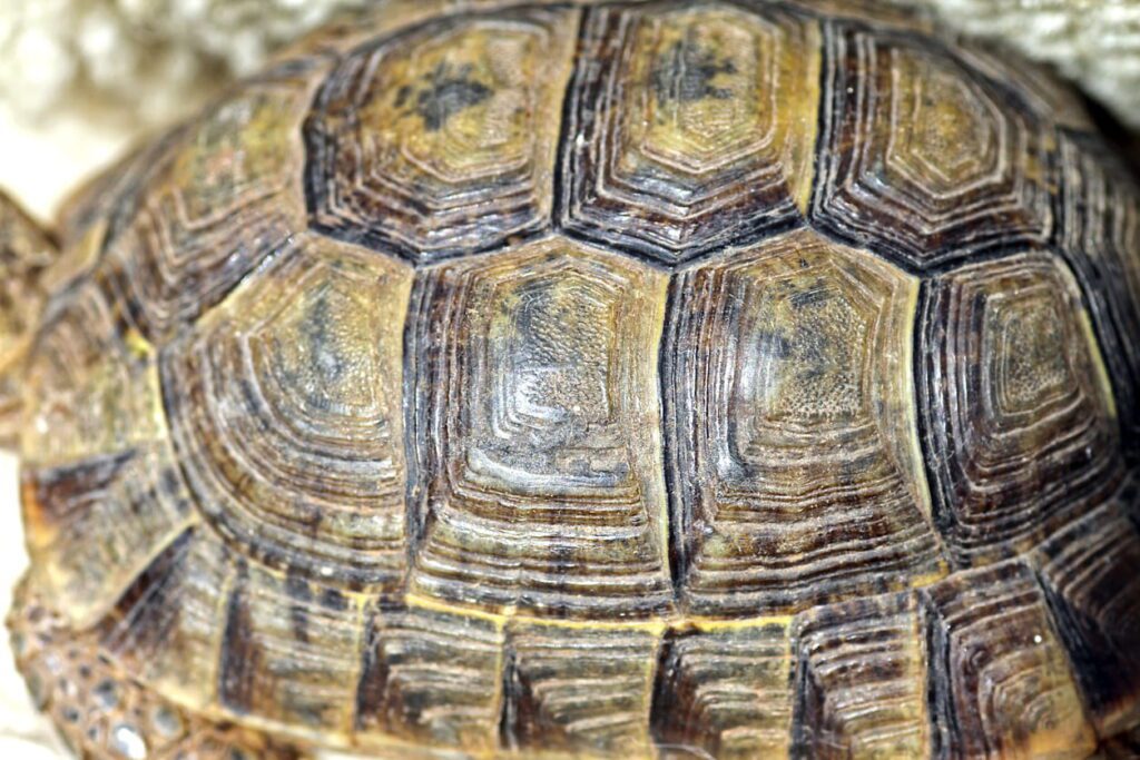10 Amazing Reptile Facts That Surprise Most People | Berkshire Reptile Encounters A Tortoise Shell Is Part of Its Skeleton