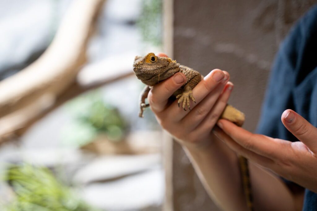 Are Reptiles Good Pets for Children? What Parents Need to Know | Berkshire Reptile Encounters Are Reptiles Good Pets for Children