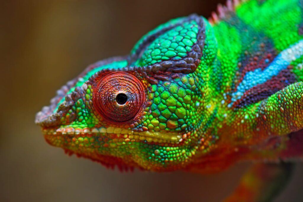 10 Amazing Reptile Facts That Surprise Most People | Berkshire Reptile Encounters Chameleons Change Colour for Several Reasons
