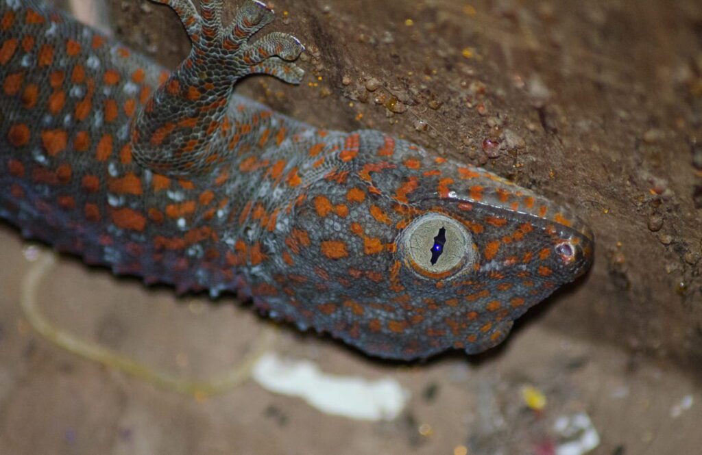 10 Amazing Reptile Facts That Surprise Most People | Berkshire Reptile Encounters Geckos Can Walk Across Walls and Ceilings