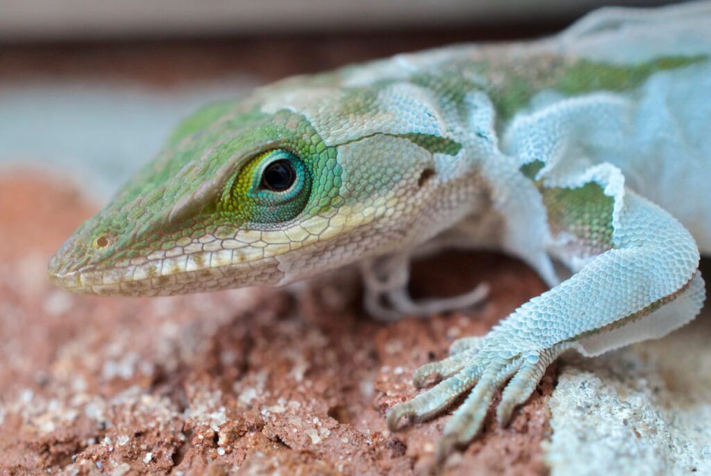 10 Amazing Reptile Facts That Surprise Most People | Berkshire Reptile Encounters Reptiles Regularly Shed Their Skin