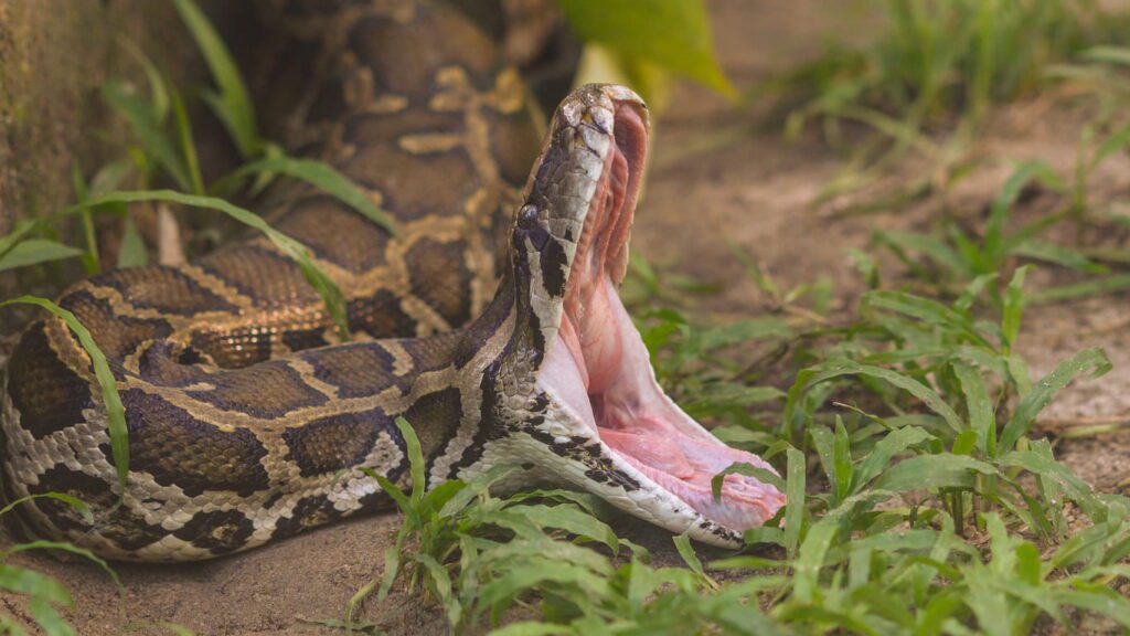 10 Amazing Reptile Facts That Surprise Most People | Berkshire Reptile Encounters Snakes Do Not Dislocate Their Jaws