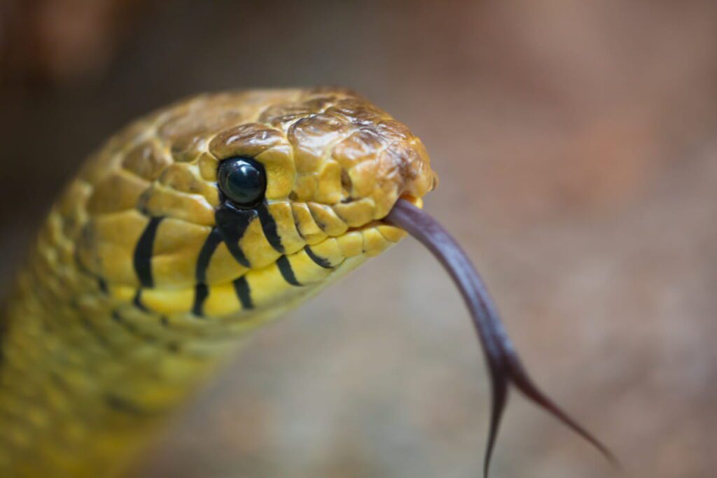 10 Amazing Reptile Facts That Surprise Most People | Berkshire Reptile Encounters Snakes Smell Using Their Tongues
