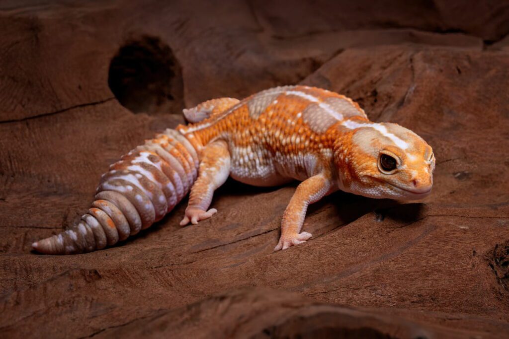 10 Amazing Reptile Facts That Surprise Most People | Berkshire Reptile Encounters Some Lizards Can Drop Their Tails