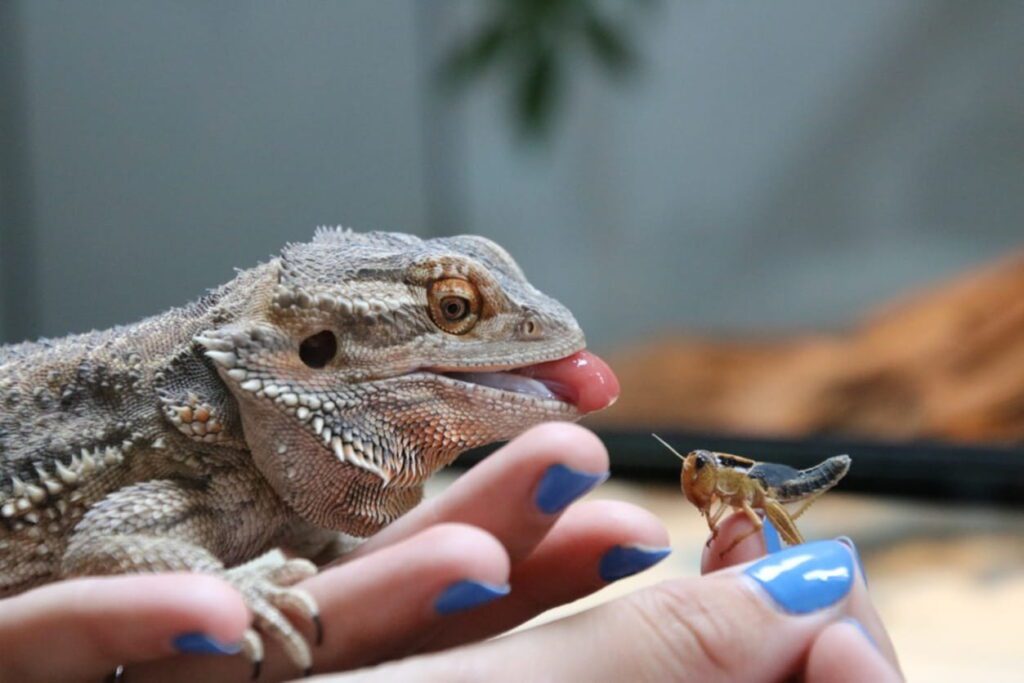 10 Amazing Reptile Facts That Surprise Most People | Berkshire Reptile Encounters Some Reptiles Can Go Months Without Eating
