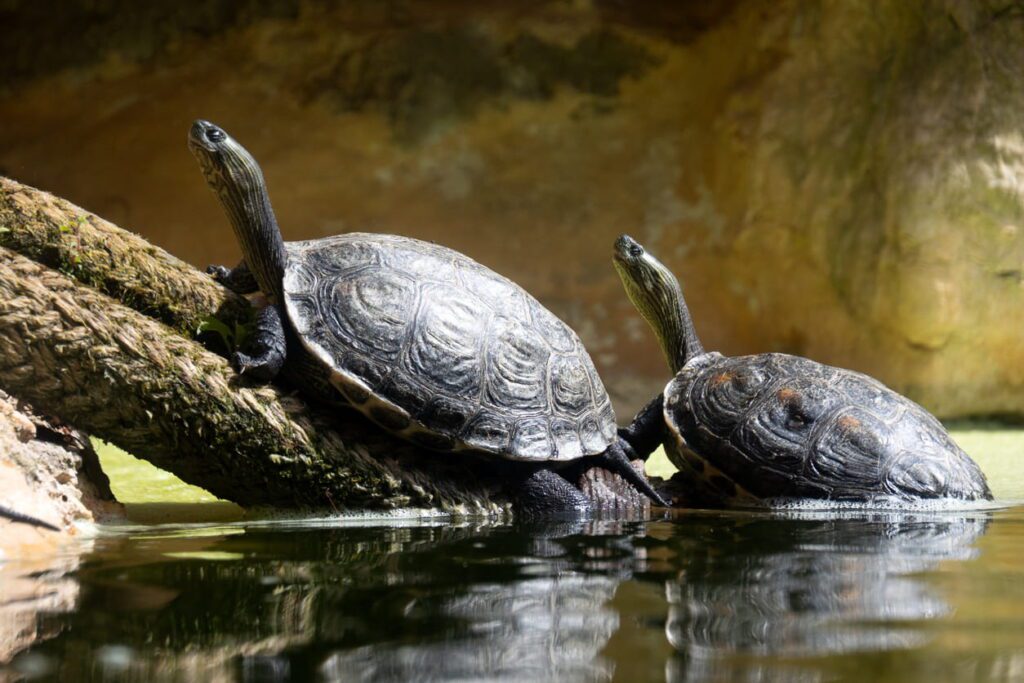 10 Amazing Reptile Facts That Surprise Most People | Berkshire Reptile Encounters Some Turtles Can Absorb Oxygen Underwater