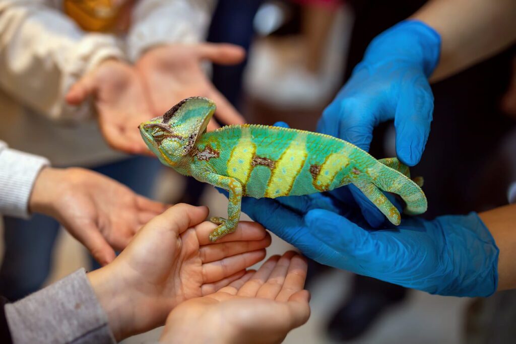 What Happens During a School Reptile Visit? A Teacher's Guide | Berkshire Reptile Encounters What Happens During a School Reptile Visit