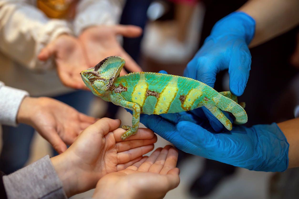 What Happens During a School Reptile Visit