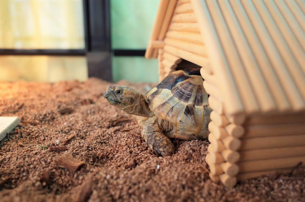Are Reptiles Good Pets for Children? What Parents Need to Know | Berkshire Reptile Encounters pet tortoise in house